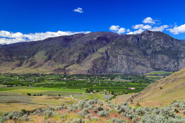 istock Fruit Orchard Cawston Similkameen Valley British Columbia Landscape 1405696310