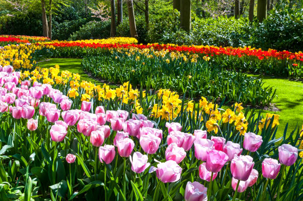 istock Dutch landscape : colorful blooming tulips 1405697072