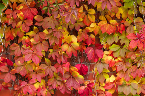 False Virginia creeper Parthenocissus inserta foliage in autumn colors stock photo