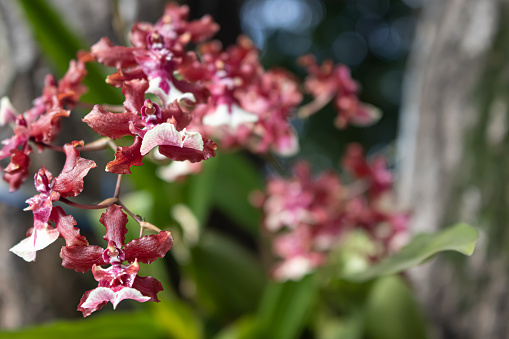 A view of a cluster of small magenta and white colored Phalaenopsis orchids.