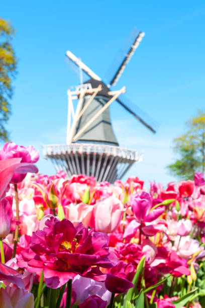 istock Dutch landscape : mill and colorful blooming flowers 1405698387