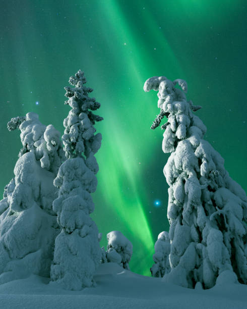 Aurora Borealis, Northern Lights, over moonlight winter landscape, spruce trees covered with hoarfrost and snow, tykkylumi. Koli National Park, Finland stock photo