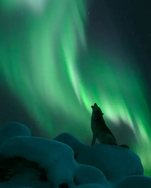 Wolf sitting on snow covered boulder and howling. Aurora Borealis over arctic winter landscape.