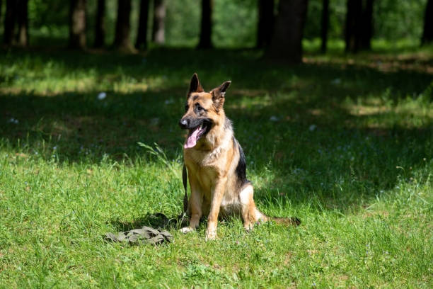 istock Service German Shepherd, in unloading, sticking out his tongue, sits on the grass 1405700860