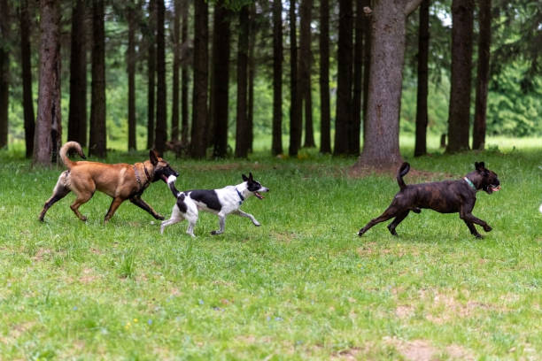 istock Belgian shepherd and boxer walking in the park. 1405701035