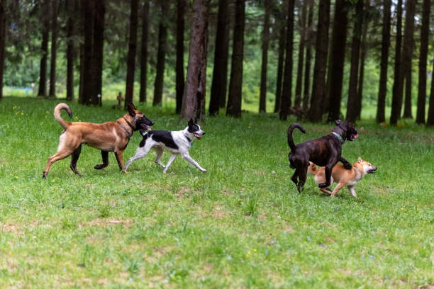 istock Belgian shepherd and boxer walking in the park. 1405701049