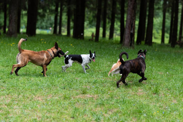 istock Belgian shepherd and boxer walking in the park. 1405701077
