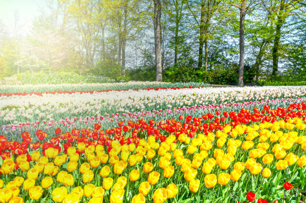 istock Dutch landscape : colorful blooming tulips 1405702031