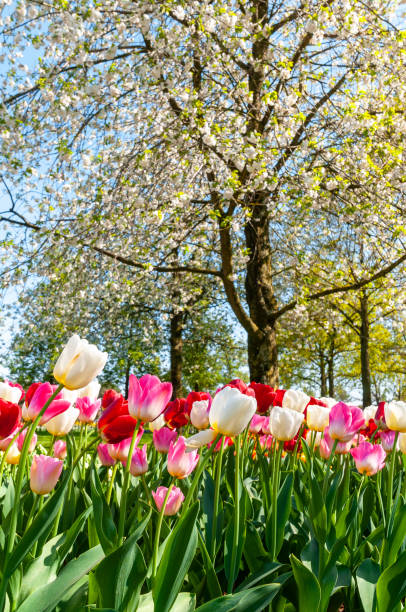 istock Dutch landscape : colorful blooming tulips 1405702214