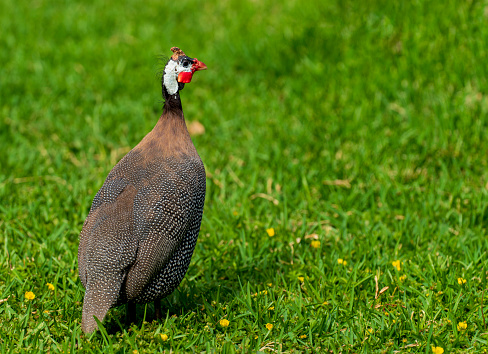 Two 'pearl gray' guinea fowl strutting around a domestic garden with one calling to the other. They are pictured here calling out loudly to their mates, who are pecking around at the other end of the garden.