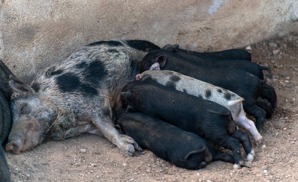 istock Piglets suckling their mother's milk 1405704333