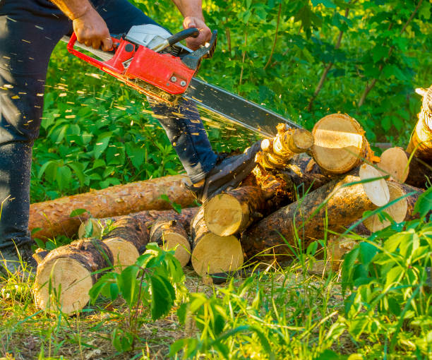 man sawing logs in the forest close-up stock photo