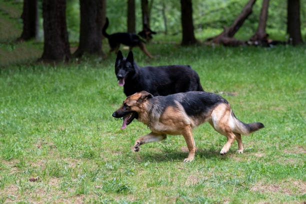 istock Two German Shepherds, of different colors, run and play in a clearing 1405706184