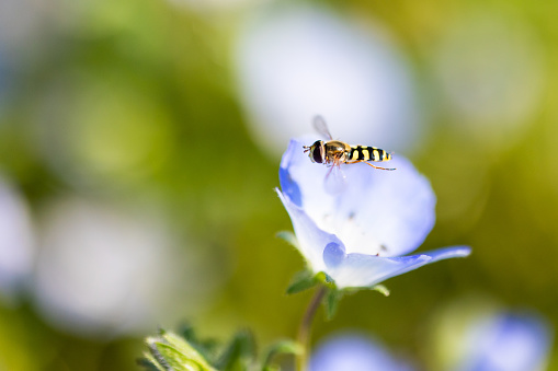 Macro details of a spring time flower in bloom with a little Bee on it.