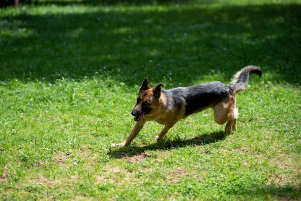 istock German Shepherd runs through the park, on the grass. 1405707106