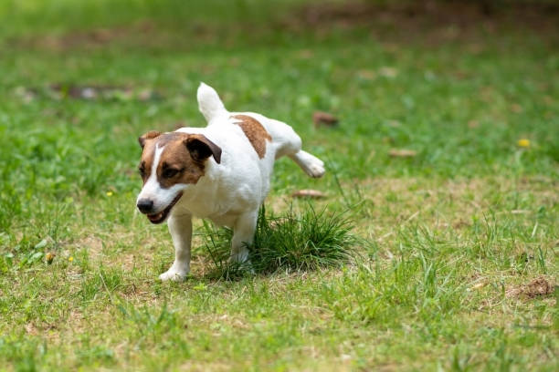Jack Russell Terrier pissing in the park on the grass. stock photo