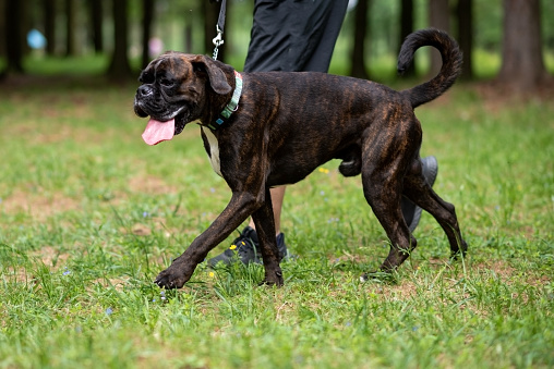 Boxer dog with undocked tail for a walk in the park. High quality photo