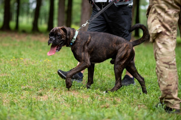 istock Boxer dog with undocked tail for a walk in the park. 1405708534