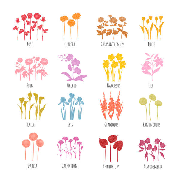 satz farbiger blumensilhouetten mit geschlitzter linie: rose, gerbera, chrysantheme, tulpe, pion, orchidee, narzisse, lilie, calla, iris, gladiolus, ranunkel, dahlie, nelke, anthurie, alstroemeria vektorillustration - gladiolus flower iris design stock-grafiken, -clipart, -cartoons und -symbole