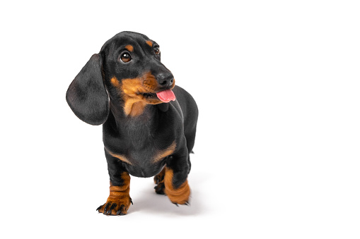 Naughty dachshund puppy amusingly raised his paw and shows his tongue. Naughty dog teases owner.