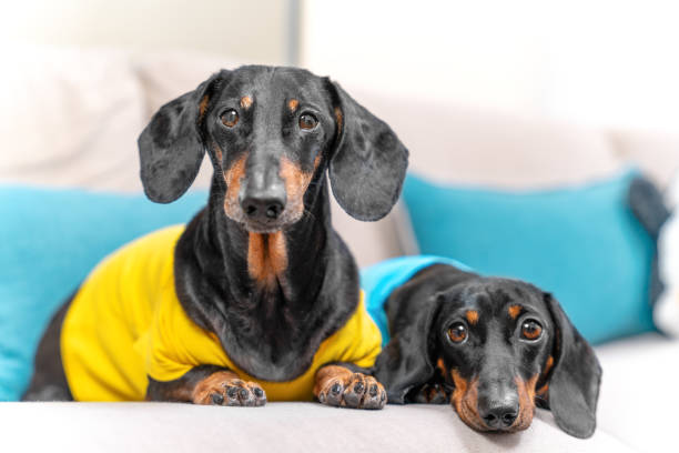 two charming dachshunds are sitting on a blue sofa and looking attentively and sadly into the camera. two dogs in the house, parenting. - dachshund dog sadness sitting imagens e fotografias de stock
