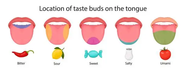 Vector illustration of Taste buds of the tongue, sour, sweet, bitter, salty and umami taste. vector illustration