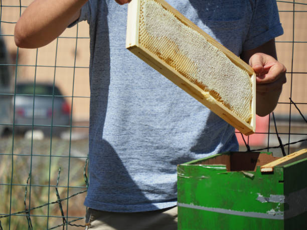マスター養蜂家はコロニーの蜂の巣から蜂蜜でフレームを引き出します。 - bee honey bee single flower honey ストックフォトと画像