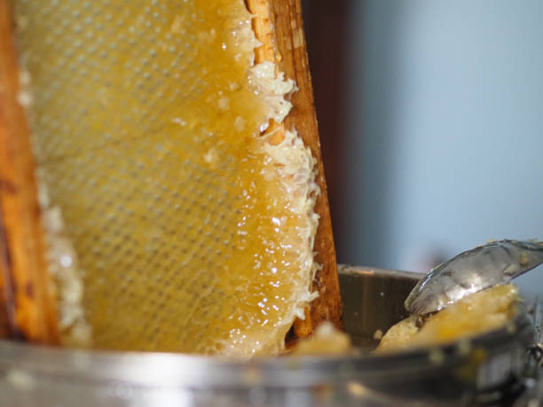 istock bee keeper extracting and dripping organic honey from bee honeycombs at home 1405710510