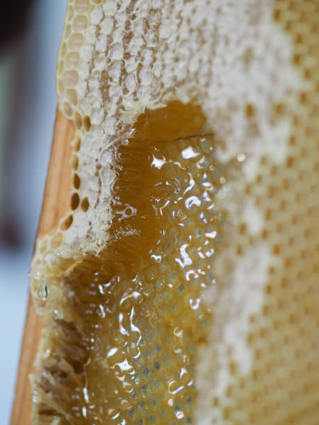 istock bee keeper extracting and dripping organic honey from bee honeycombs at home 1405710534