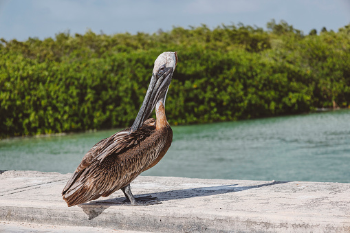 Pelicans roosting on a nest in Florida.