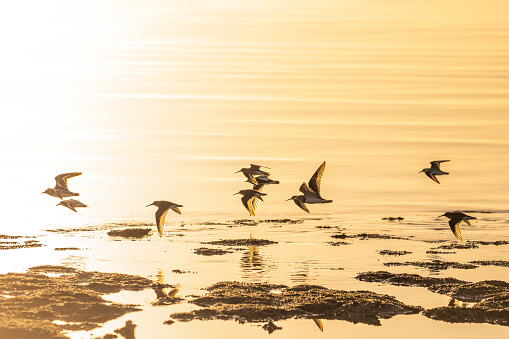 Birds flying in a group silhouette at Sunset