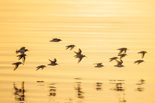 Birds flying in a group silhouette at Sunset