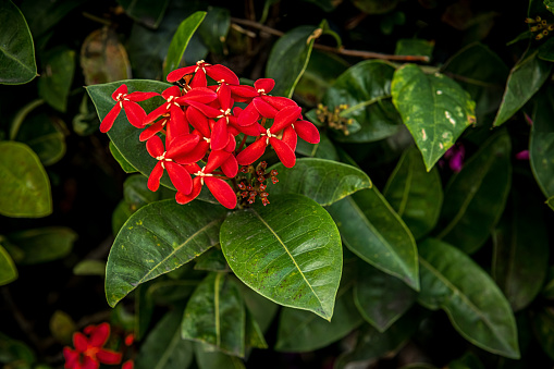 A close-up of a tropical red flower on the island of Saint Lucia.