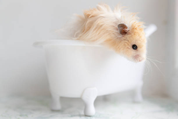 햄스터는 하얀 욕조에 앉아 있습니다. - rodent hamster small apartment 뉴스 사진 이미지
