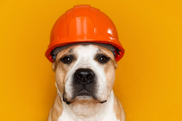 istock dog breed pit bull terrier in a construction helmet on a yellow 1405716355
