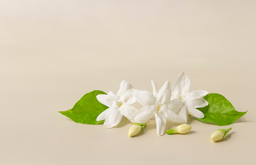 1500+ Jasmine Flower Pictures | Download Free Images on Unsplash
