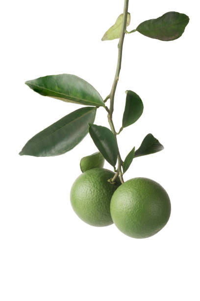 istock sour orange or bitter orange on white 1405721510