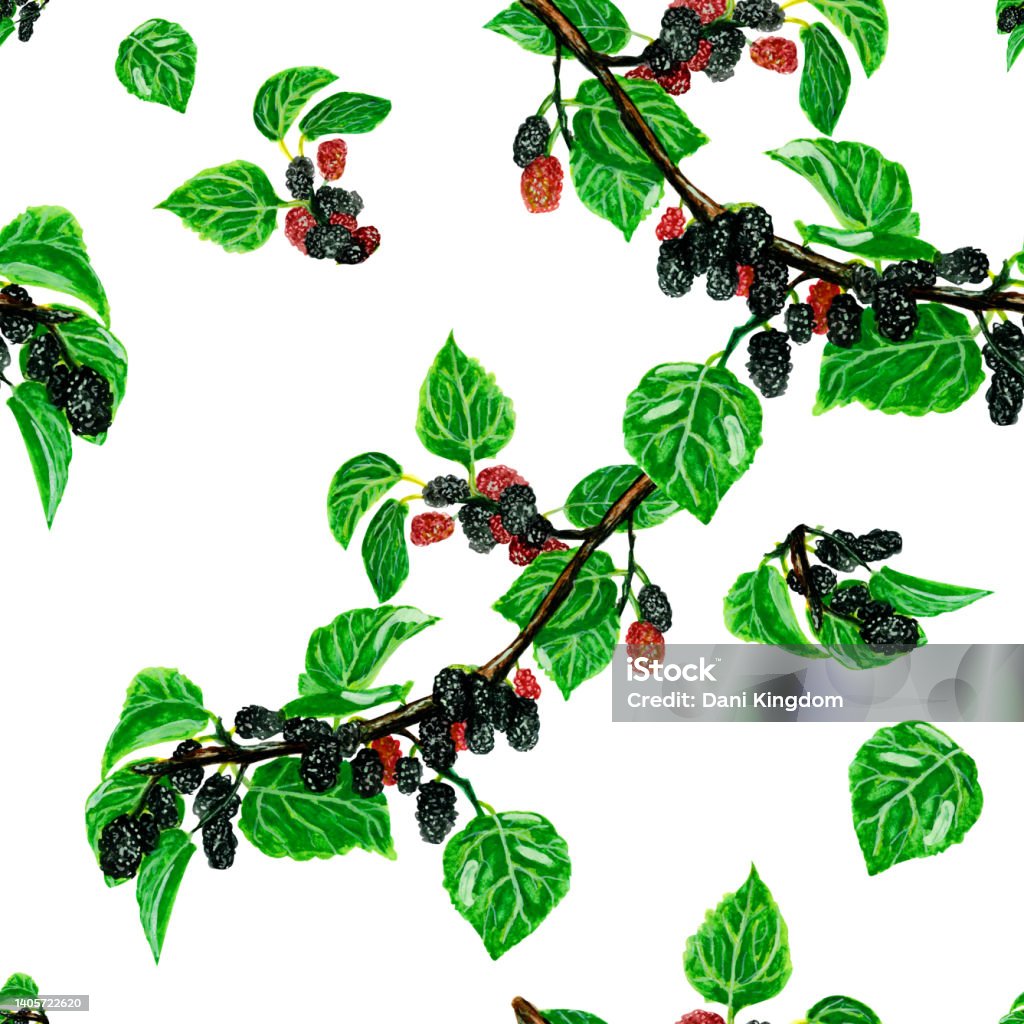 Mulberry Tree Pattern Watercolor Pattern Red Black Sweet Mulberry On A Tree Branch White ...