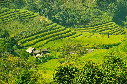 In the Northwest region of Vietnam, people have the custom of growing wet rice on terraced fields