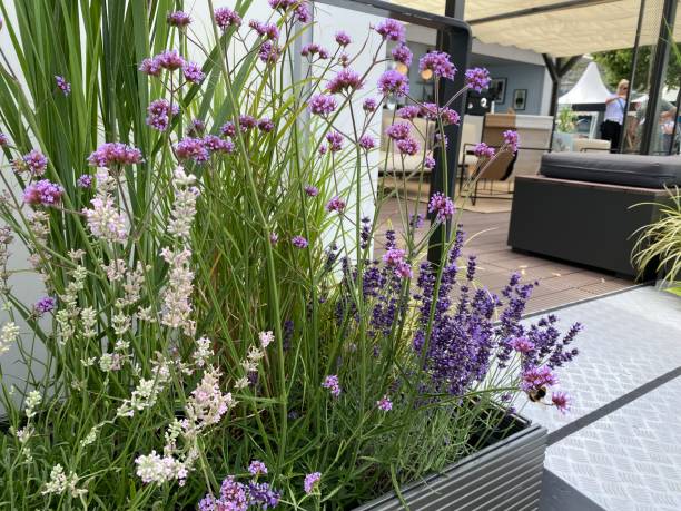 istock Beautiful planting on a lounge 1405723271