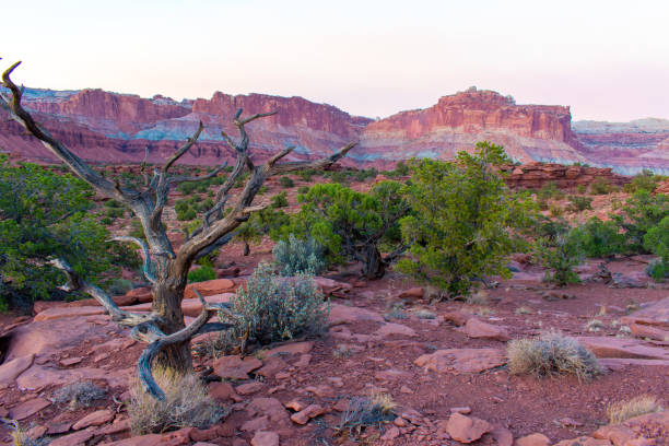 istock Capitol Reef National Park Mountains and Tree 1405724271
