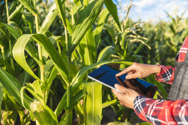 agronom prüfung anlage im maisfeld, landwirt maispflanze zu analysieren. - farmer rural scene laptop computer stock-fotos und bilder