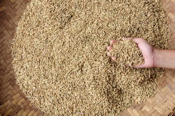 A collection of rice seeds in the hand