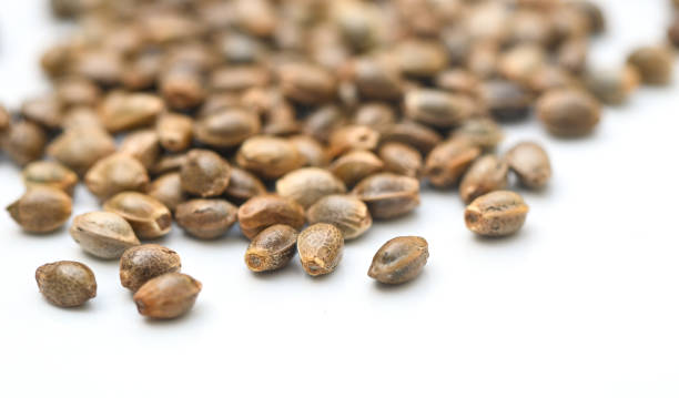 istock Cannabis seeds , Hemp seeds , Marijuana seed , cannabis seed isolated on white background for planting. THC CBD 1405726233