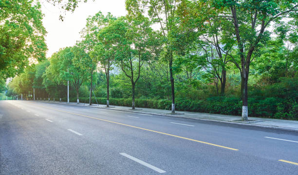 prosta droga asfaltowa z drzewami po obu stronach - nature street rural scene outdoors zdjęcia i obrazy z banku zdjęć
