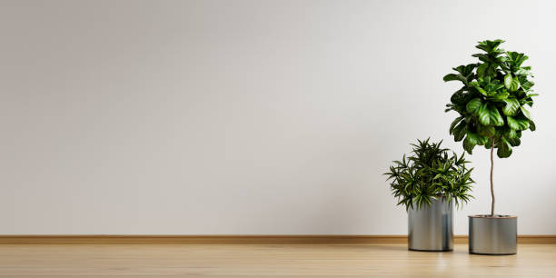 istock White empty room with plant in living room interior. 1405728030