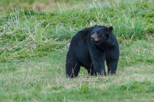 ursus americanus é um urso de tamanho médio nativo da américa do norte e encontrado no parque nacional de yellowstone. um urso macho. - male animal american black bear mammal animals in the wild - fotografias e filmes do acervo