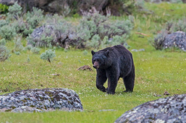 ursus americanus é um urso de tamanho médio nativo da américa do norte e encontrado no parque nacional de yellowstone. um urso macho. - male animal american black bear mammal animals in the wild - fotografias e filmes do acervo