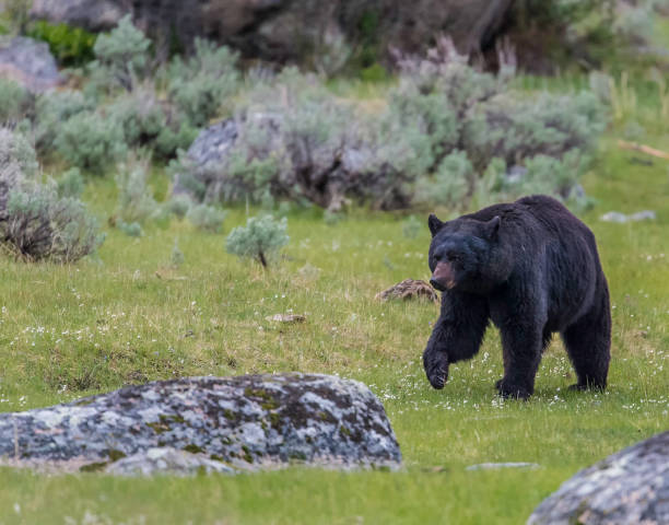 ursus americanus é um urso de tamanho médio nativo da américa do norte e encontrado no parque nacional de yellowstone. um urso macho. - male animal american black bear mammal animals in the wild - fotografias e filmes do acervo
