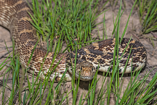 The bullsnake (Pituophis catenifer sayi) is a large nonvenomous colubrid snake. Yellowstone National Park